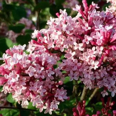 Сирень РЕД ПИКСИ в Лиде