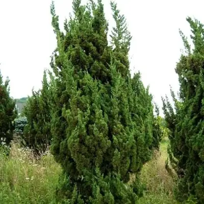 Можжевельник КАЙЗУКА китайский в Лиде