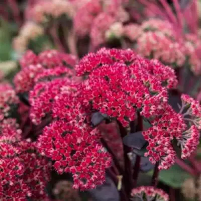 Очиток (седум) РЕД КАУЛИ в Лиде