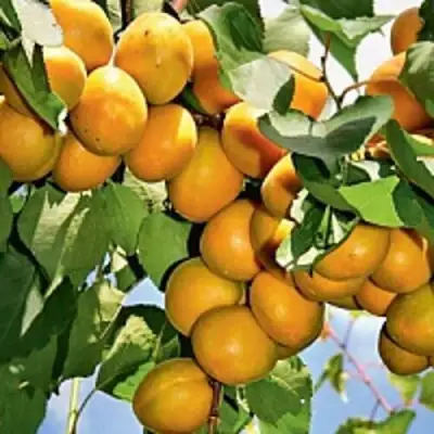 Абрикос БРЯНСКИЙ РАННИЙ в Лиде