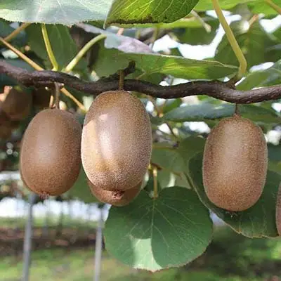 Актинидия ЗАКАРПАТЬЕ киви в Лиде