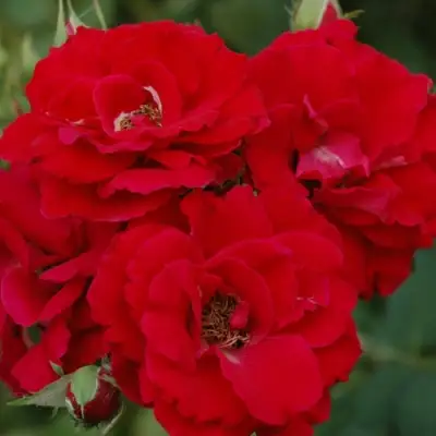 Роза ЧАМПЛЕЙН флорибунда в Лиде