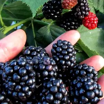 Ежевика ЭВЕРГРИН бесшипная  в Лиде