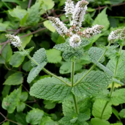 Мята яблочная в Лиде