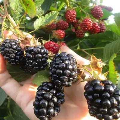 Ежевика НАВАХО бесшипная  в Лиде