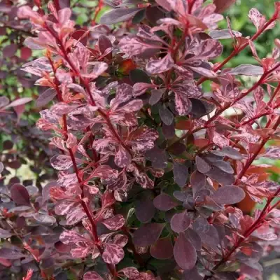 Барбарис РОУЗ ГЛОУ тунберга в Лиде