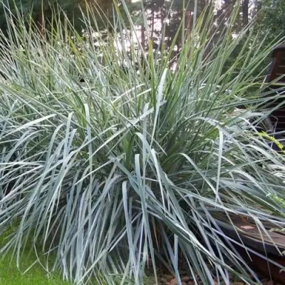 Элимус БЛЮ ДЮН песчаный в Лиде