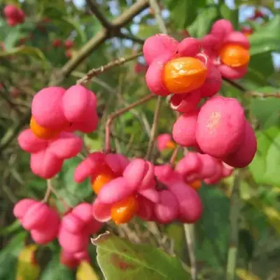 Бересклет ЕВРОПЕЙСКИЙ в Лиде