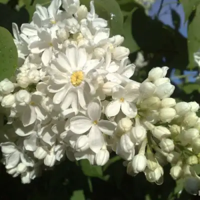 Сирень РОЧЕСТЕР в Лиде