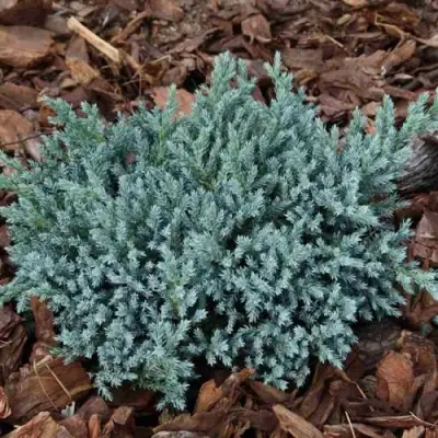 Можжевельник БЛЮ СПАЙДЕР чешуйчатый в Лиде