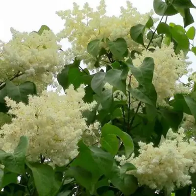 Сирень АМУРСКАЯ в Лиде