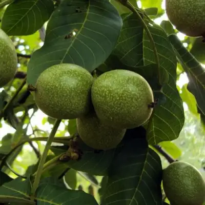 Грецкий орех ПИНСКИЙ в Лиде