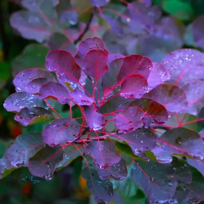 Скумпия ГРЕЙС в Лиде