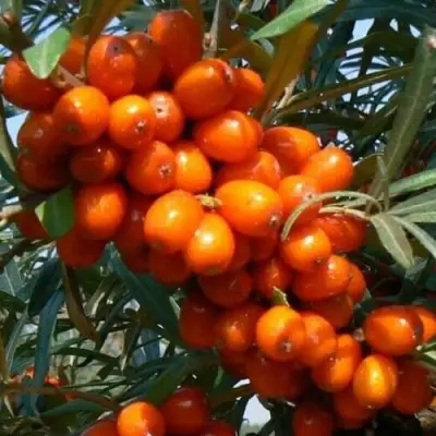 Облепиха ПЛАМЕННАЯ в Лиде