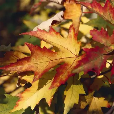 Клен серебристый в Лиде