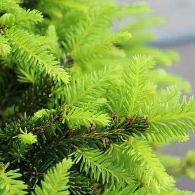 Ель НИДИФОРМИС обыкновенная в Лиде