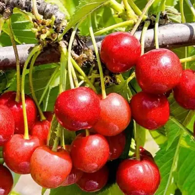 Черешня БЮТТНЕРА КРАСНАЯ в Лиде