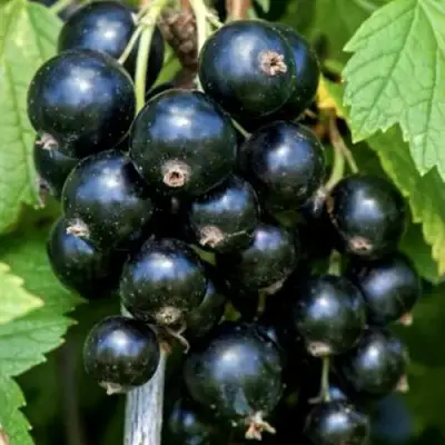 Смородина чёрная СЕЛЕЧЕНСКАЯ в Лиде