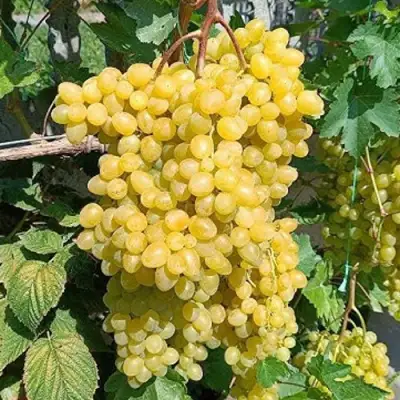 виноград кишмиш Цимус