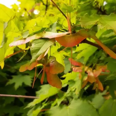 Клен ложноплатановый в Лиде