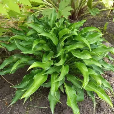 Хоста ГАРРИ ВАН ТРИЕР в Лиде