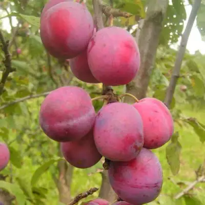 Слива ЭДИНБУРГСКАЯ в Лиде