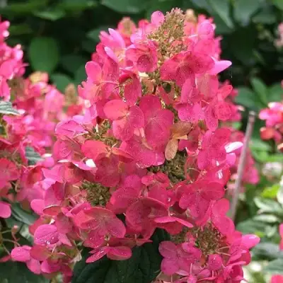 Гортензия МЕГА МИНДИ метельчатая в Лиде