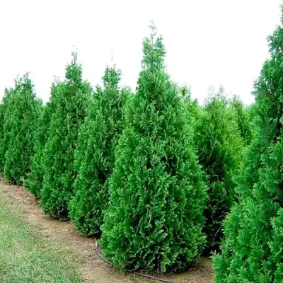 Туя СПИРАЛИС западная в Лиде