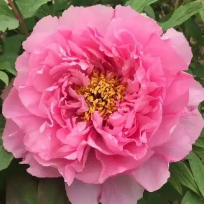 Пион РОЗОВЫЙ ЛОТОС древовидный в Лиде