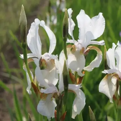 Ирис АЛЬБА сибирский в Лиде