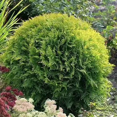 Туя ЕЛЛОУ ГЛОБ западная в Лиде