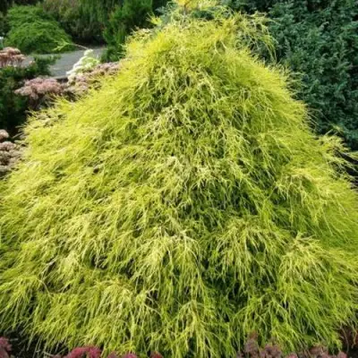 Кипарисовик ФИЛИФЕРА АУРЕА горохоплодный в Лиде