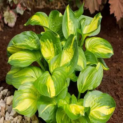 Хоста ЭМЕРАЛЬД ЧАРДЖЕР гибридная в Лиде