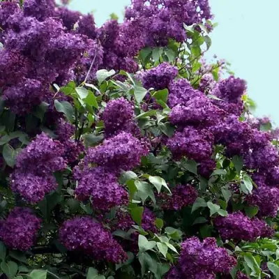 Сирень ИНДИЯ в Лиде