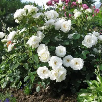 Роза АЛАБАСТЕР флорибунда в Лиде