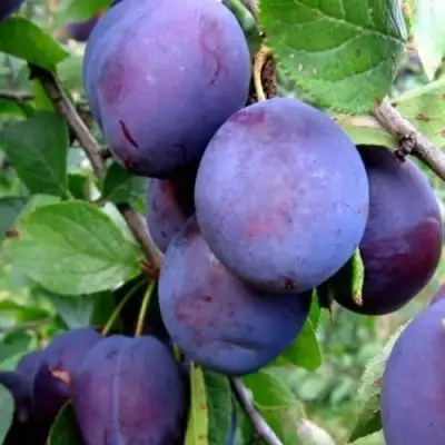 Слива ПЕРДРИГОН в Лиде