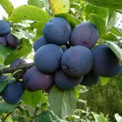 Слива КРОМАНЬ в Лиде