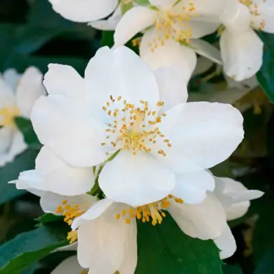 Жасмин ЮСТИНКА в Лиде