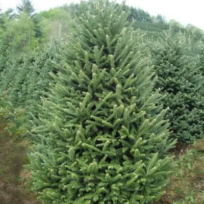 Пихта ФРАЗЕРА в Лиде