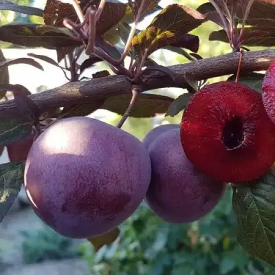 Слива ПАННА в Лиде