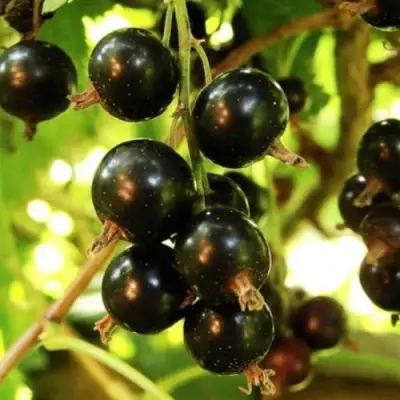 Смородина чёрная НАРА в Лиде