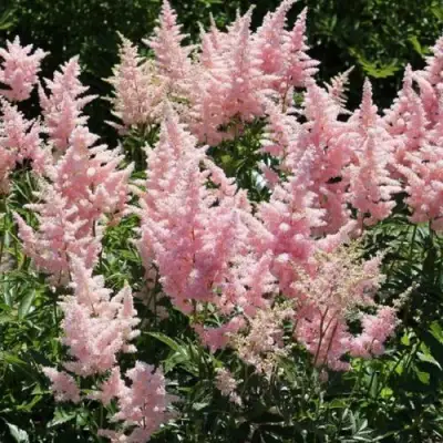 Астильба ГЛИТТЕР ЭНД ГЛАМУР китайская в Лиде