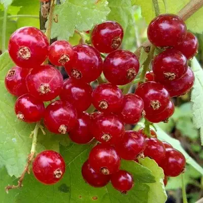 Смородина красная РОНДОМ в Лиде