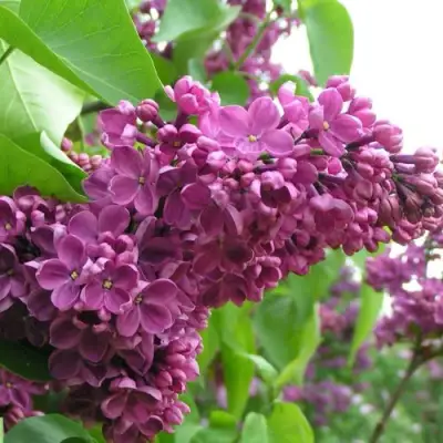 Сирень ДЕНЬ ПОБЕДЫ в Лиде