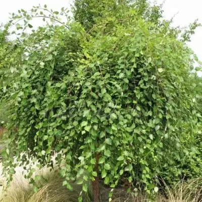 Береза САММЕР КАСКАД черная в Лиде