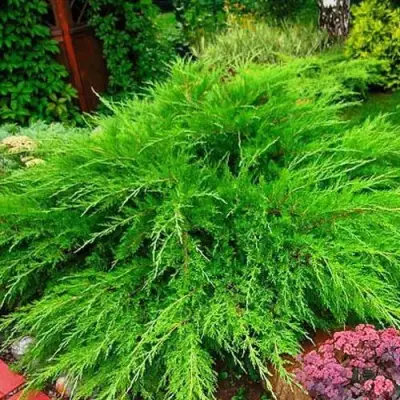 Можжевельник МИНТ ДЖУЛЕП средний в Лиде