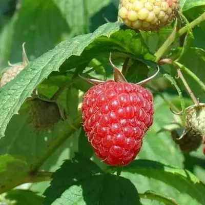 Малина КВЕЛЛИ в Лиде