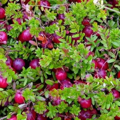 Клюква ПИЛИГРИМ в Лиде