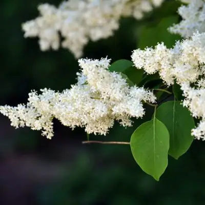 Сирень АМУРСКАЯ в Лиде