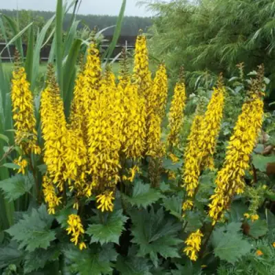 Бузульник ПРЖЕВАЛЬСКОГО в Лиде